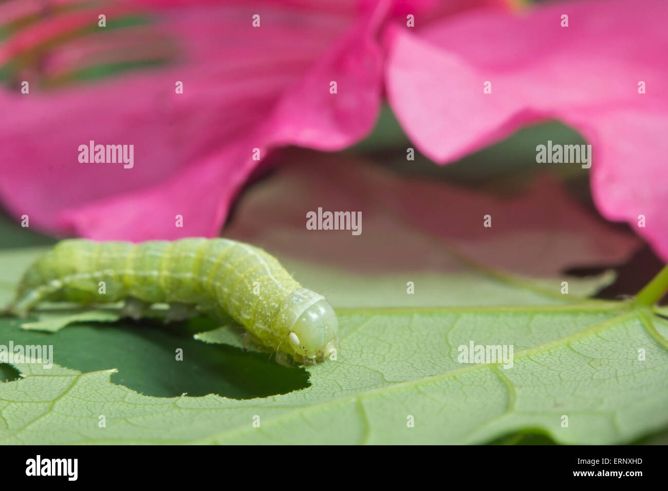 Grüne Eiche Caterpillar oder Nadata Gibbosa Larven essen rosa Blüten Stockfoto