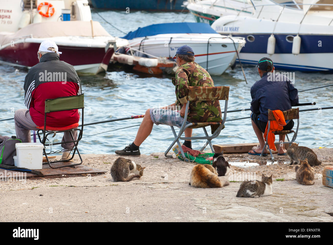 Varna, Bulgarien - 20. Juli 2014: Senior Fischer fangen Fische vom Ufer, Gruppe von Straßenkatzen warten auf Beute Stockfoto
