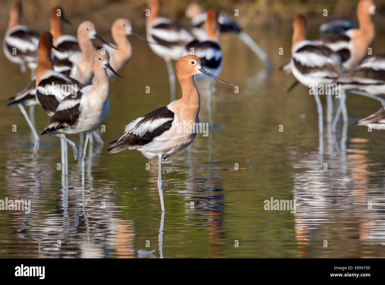 Herde der amerikanische Säbelschnäbler (Recurvirostra Americana) ruht in ruhiger Shaloow Wasser der Gezeiten Marsh, Galveston, Texas, USA. Stockfoto