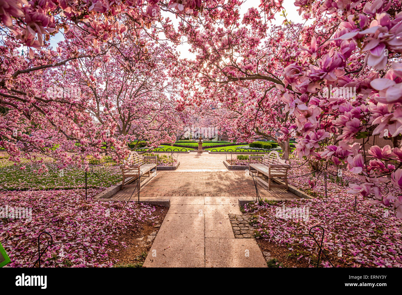 Washington DC, USA-Frühlings-Garten in der Nähe der National Mall im Frühling. Stockfoto