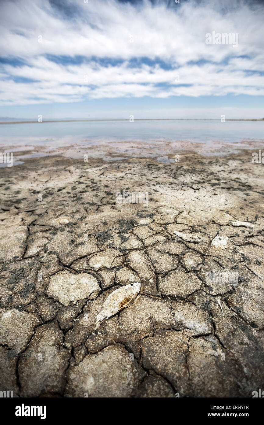 Salton City, Kalifornien, USA. 4. Juni 2015. Wie California mit schweren Dürre geltend macht, ist der Saltonsee des Landes größte Binnengewässer, mit einer alarmierenden Rate verdunstet. Beamte sagen, dass es eine Umweltkatastrophe in der Herstellung ist. Die Küste in der Nähe von Salton Stadt ist schnell zurückgeht, salzig Watten und Tote Fische, aber auch Selen, Phosphate und andere Verunreinigungen ausgesetzt. Wenn die Winde treten auf, diese Schadstoffe werden in der Luft und eine öffentliche Gesundheit Gefahr für Millionen von Einwohnern in Südkalifornien. Bildnachweis: Scott London/Alamy Live-Nachrichten Stockfoto