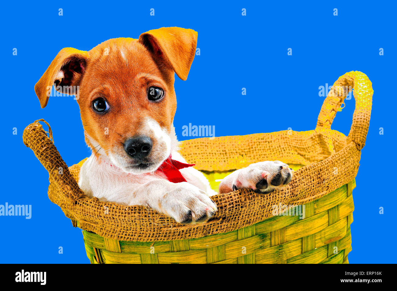 Chi Hua Hua Welpen sitzen in seinem Lieblings-Korb. Dieses Bild eignet sich als Bildschirmschoner auf Ihrem Handy, Tablet oder Runde Stockfoto