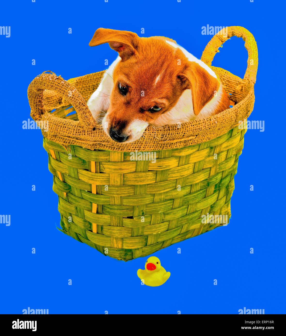 Chi Hua Hua Welpen in einem Korb sitzt und auf der Suche nach einer Kunststoff Ente was er versehentlich fallen gelassen. Dieses Bild eignet sich als Stockfoto