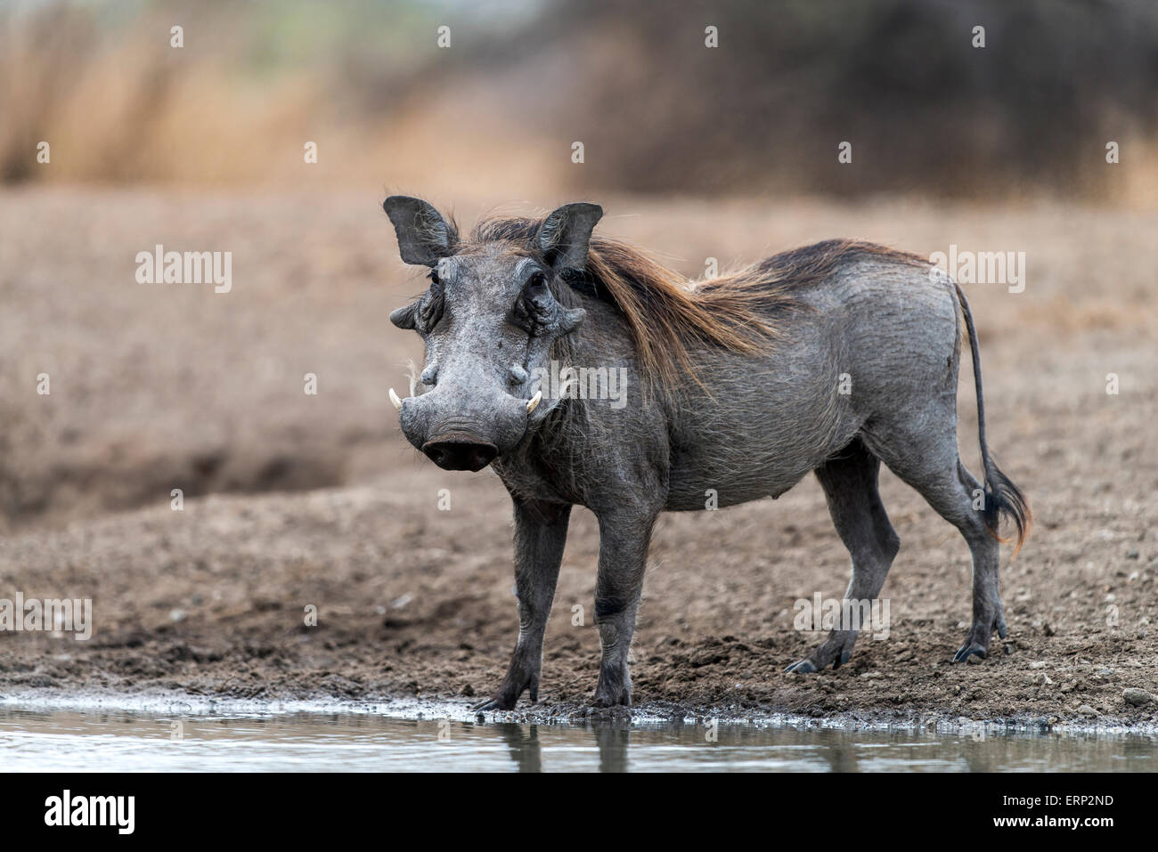 Gemeinsamen Warzenschwein (Phacochoerus Africanus) Malilangwe Wildlife Reserve Simbabwe Afrika Stockfoto