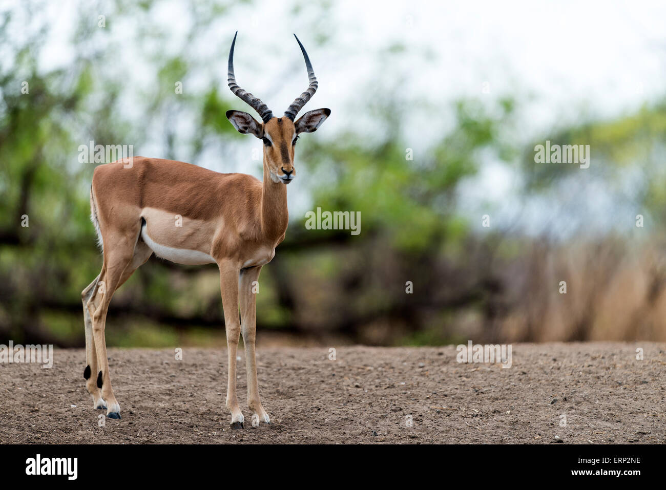 Männlichen Impala (Aepyceros Melampus) Malilangwe Wildlife Reserve Simbabwe Afrika Stockfoto