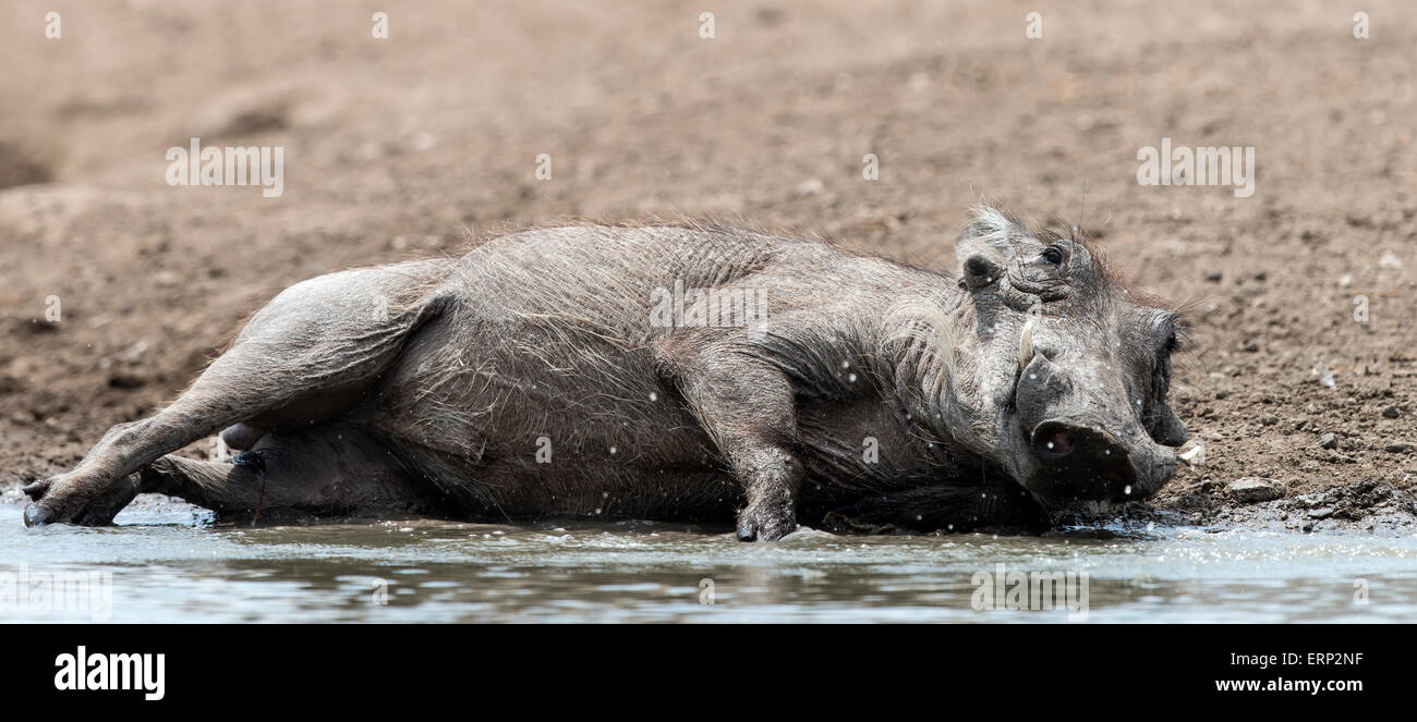 Gemeinsamen Warzenschwein (Phacochoerus Africanus) Malilangwe Wildlife Reserve Simbabwe Afrika Stockfoto