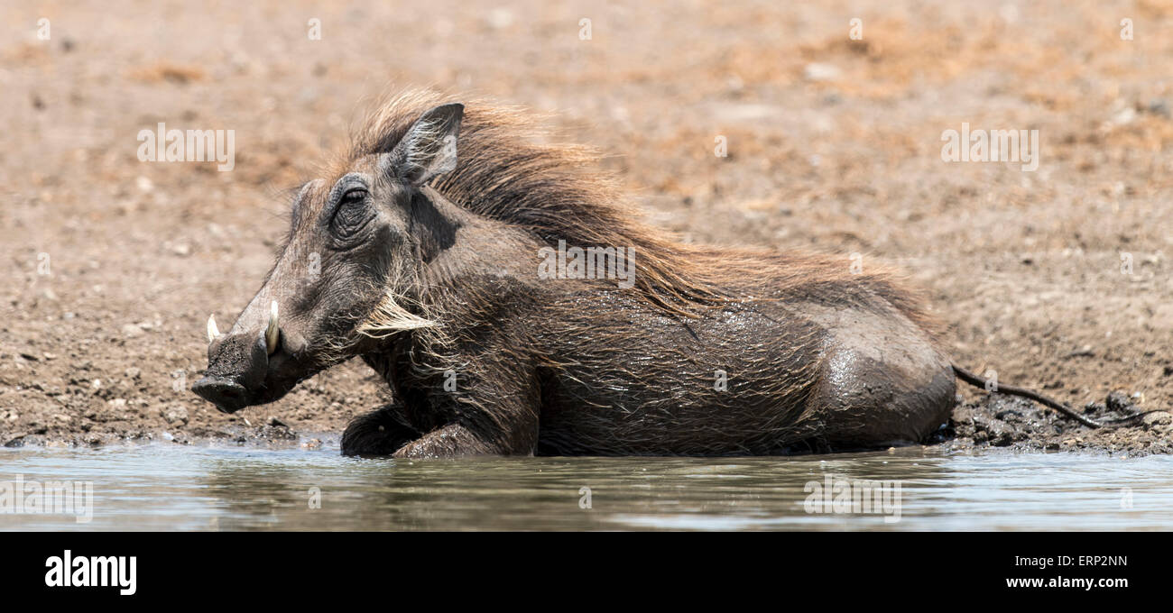 Gemeinsamen Warzenschwein (Phacochoerus Africanus) Baden Malilangwe Wildlife Reserve Simbabwe Afrika Stockfoto