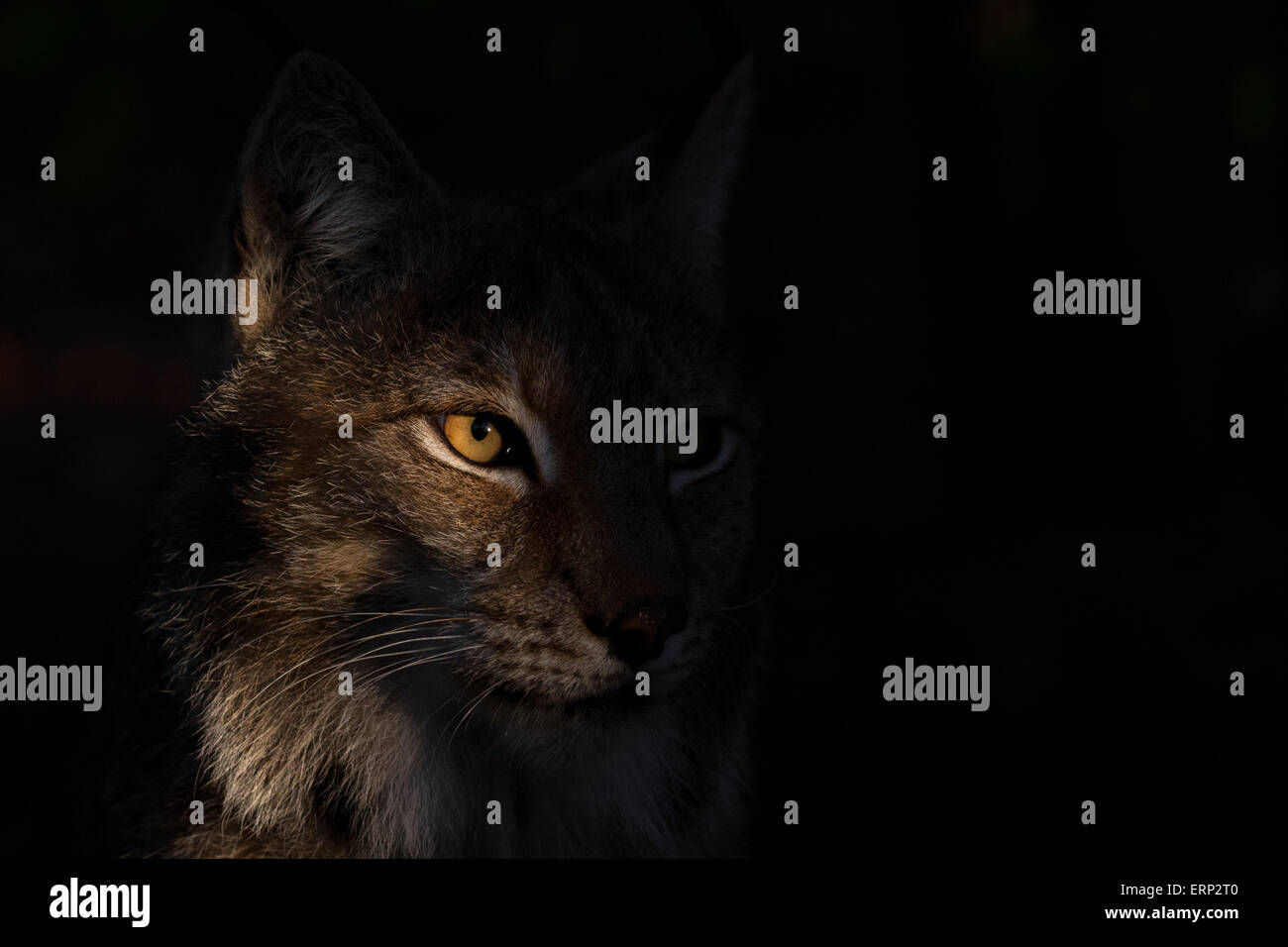 Porträt einer Eurasischen Luchs im morgendlichen Sonnenlicht Stockfoto