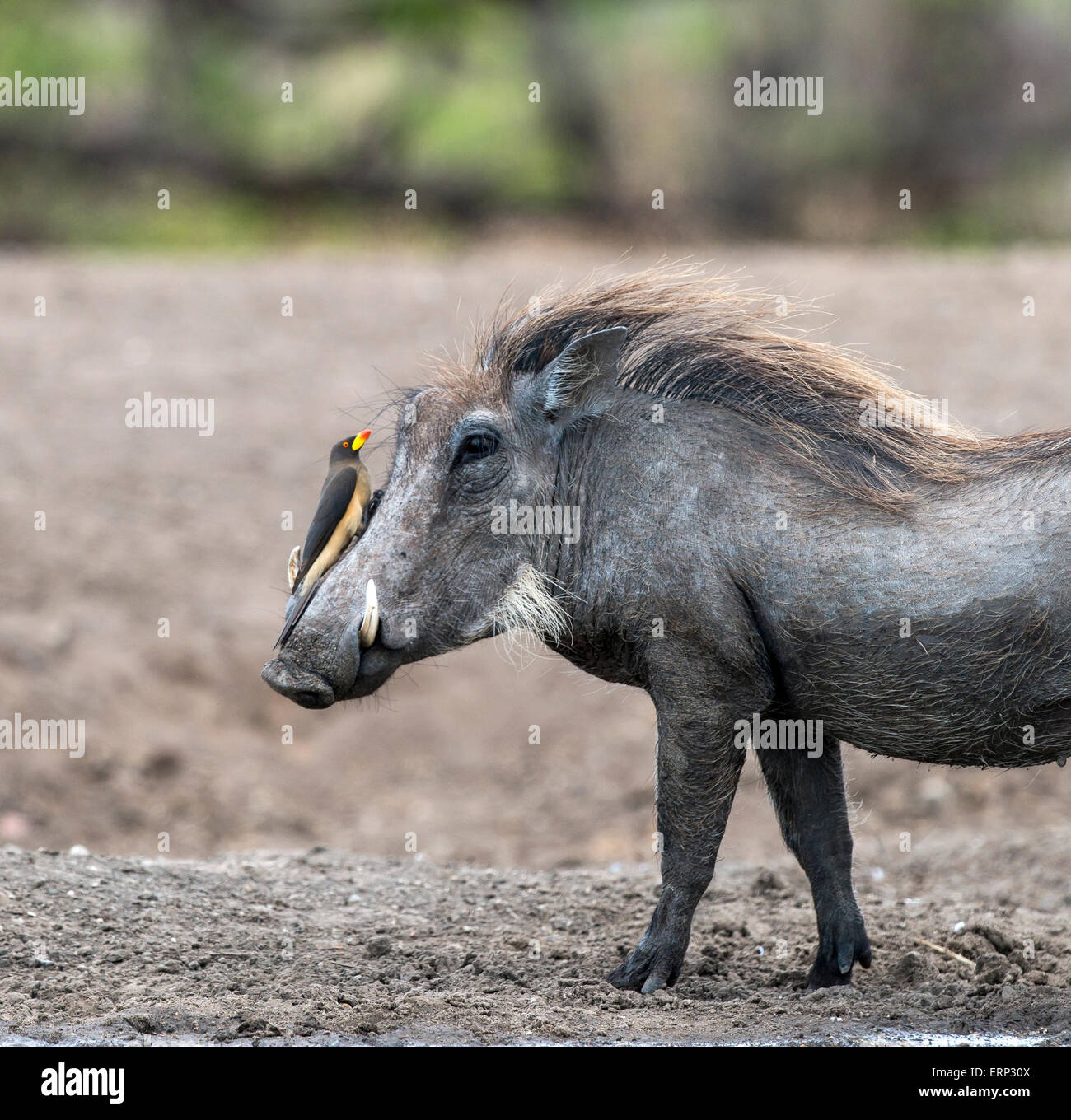 Gemeinsamen Warzenschwein (Phacochoerus Africanus) tragen rot-billed Oxpecker (Buphagus Erythrorhynchus) Malilangwe Reserve Simbabwe Stockfoto