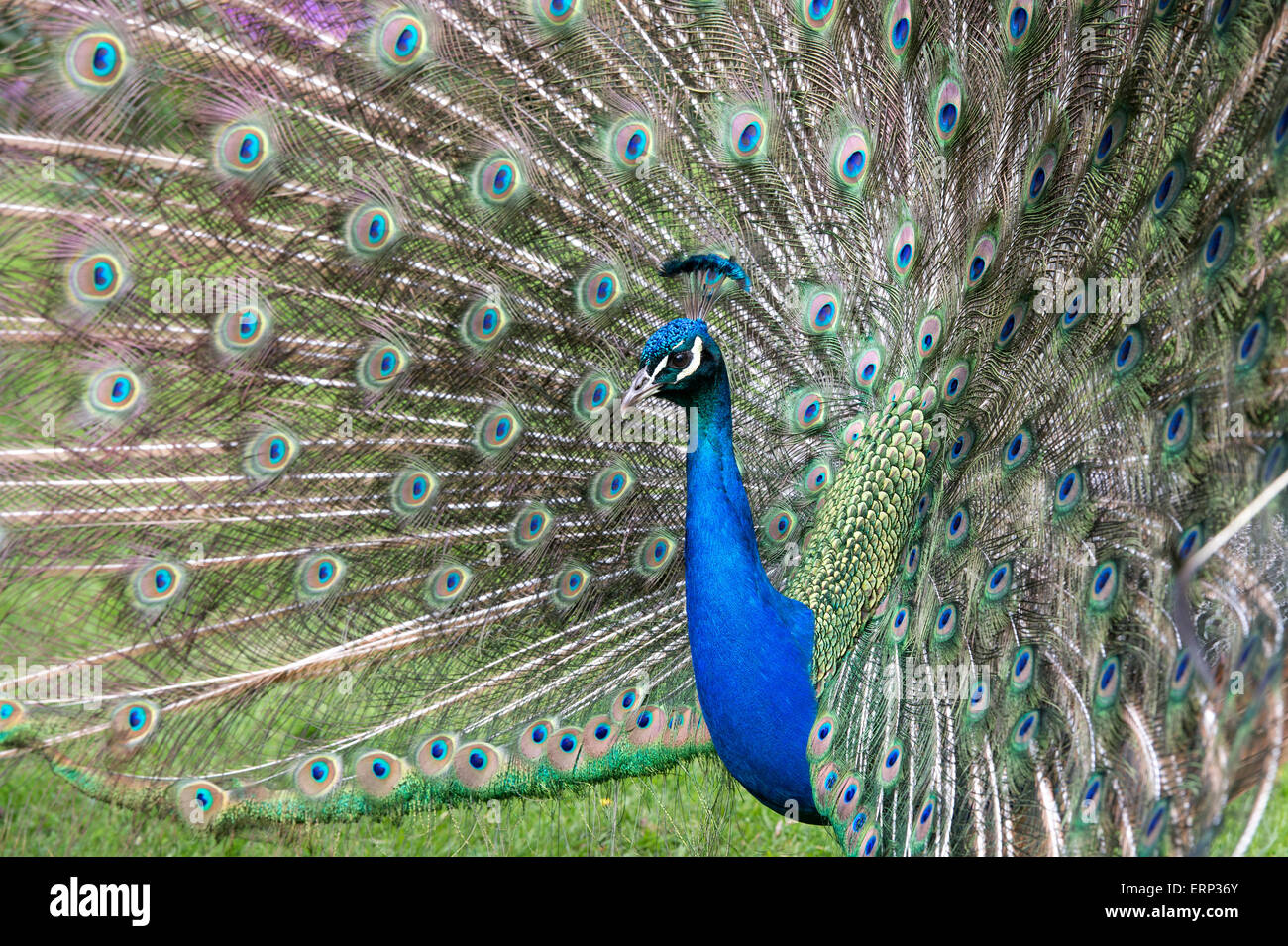 Pavo Cristatus. Anzeige von Pfau Federn Stockfoto