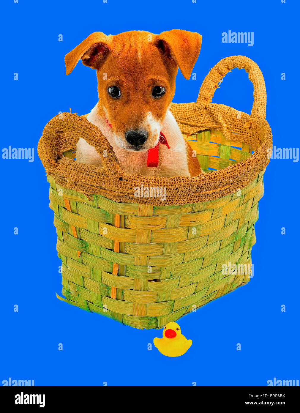 Chi Hua Hua Welpen in einem Korb sitzt und auf der Suche nach einer Kunststoff Ente was er versehentlich fallen gelassen. Dieses Bild eignet sich als Stockfoto