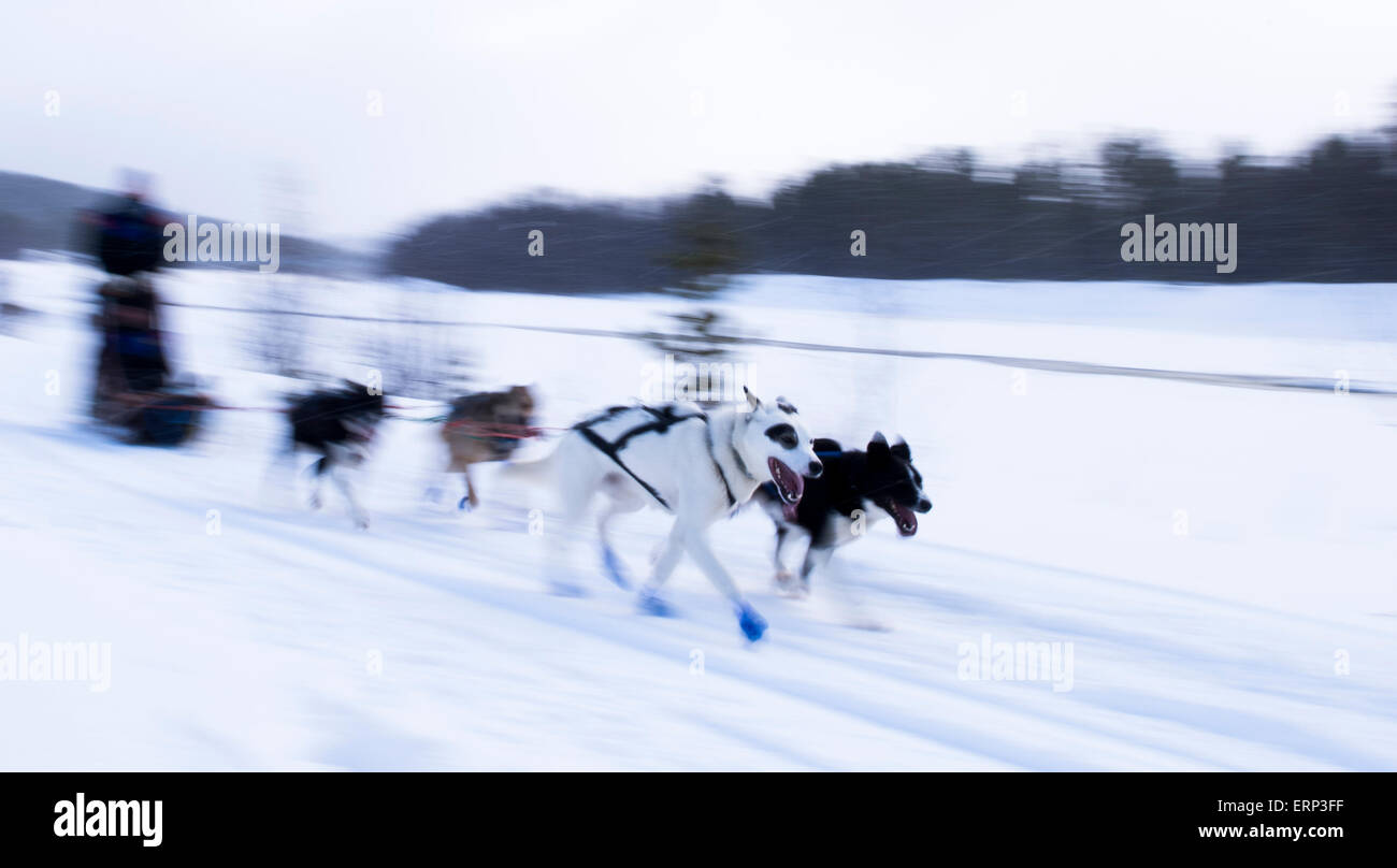 Hundeschlitten auf Schnee Alta Norwegen Skandinavien Europa Stockfoto