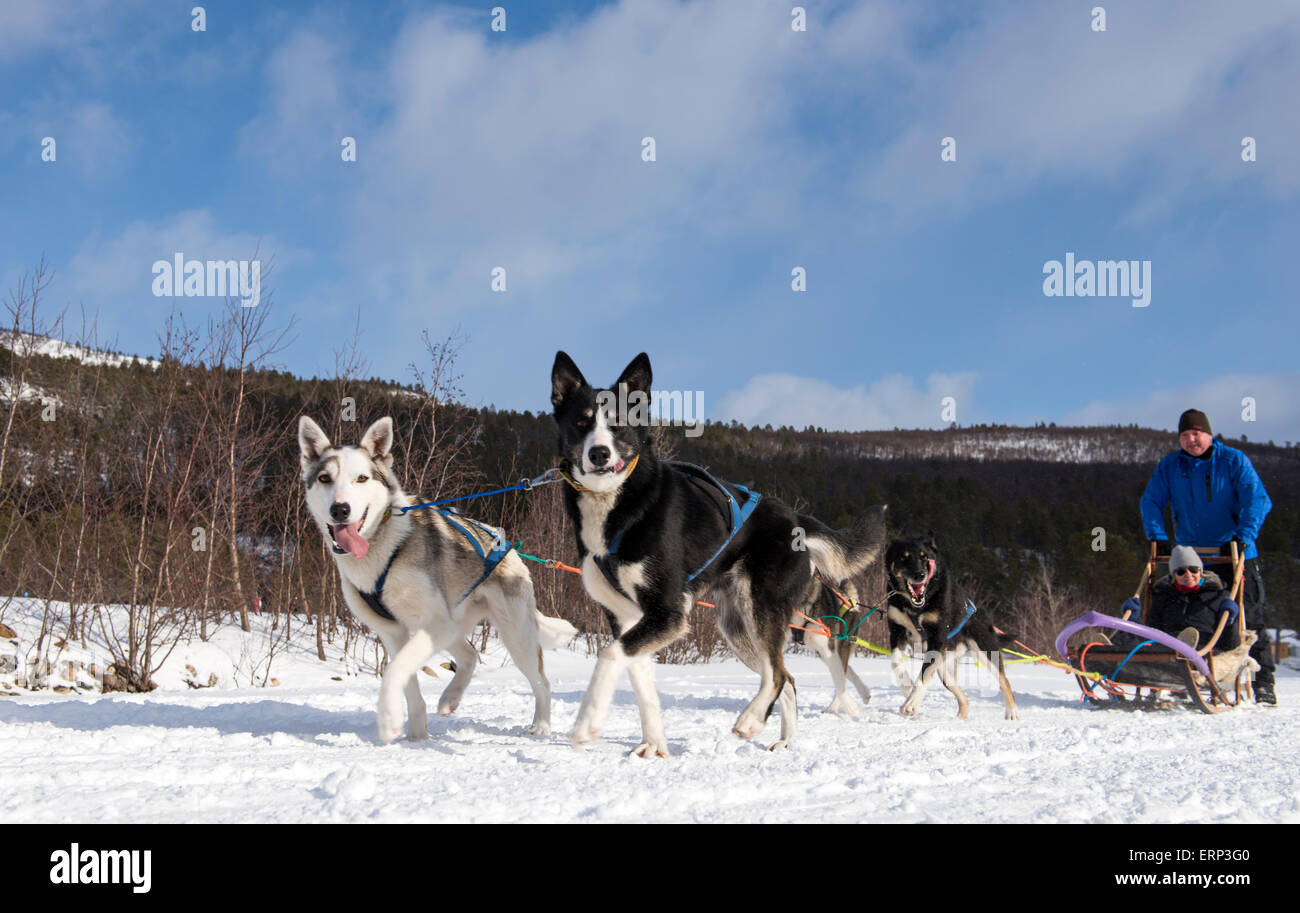 Hundeschlitten auf Schnee Alta Norwegen Skandinavien Europa Stockfoto