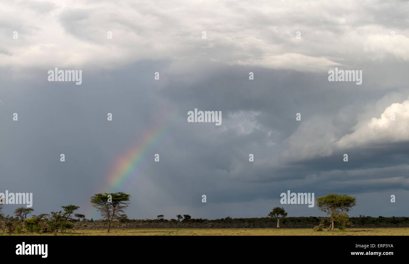Gewitterhimmel, Regenbogen und Baum Mara Naboisho Conservancy Kenia Afrika Stockfoto