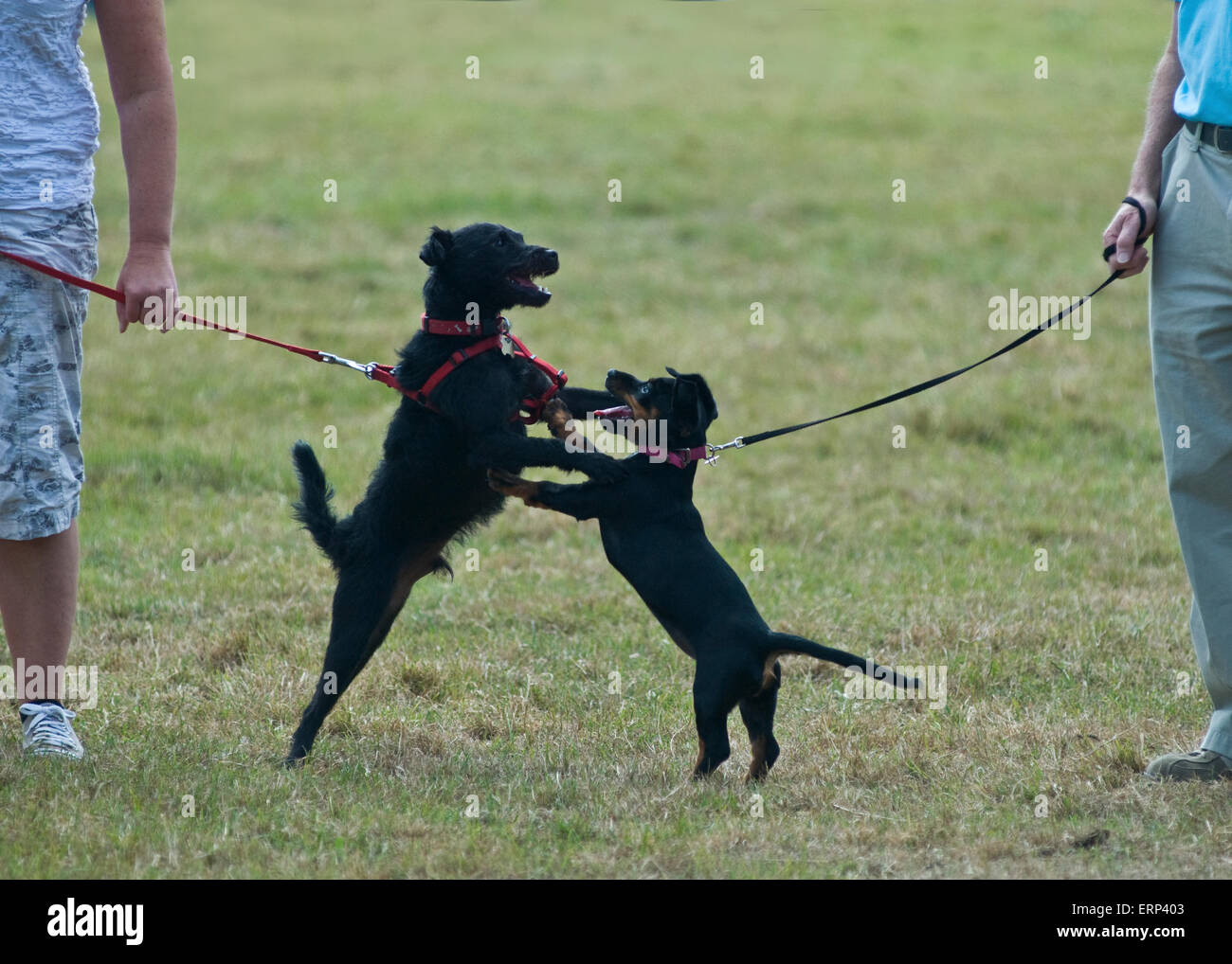Zwei schwarze Hunde kämpfen spielerisch an einer Hundeausstellung Stockfoto