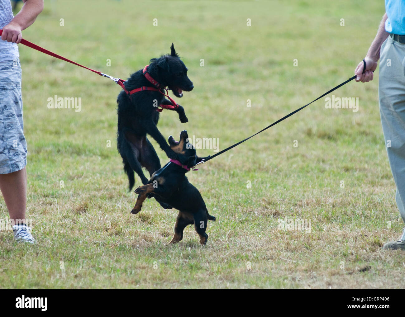 Zwei schwarze Hunde kämpfen spielerisch an einer Hundeausstellung Stockfoto