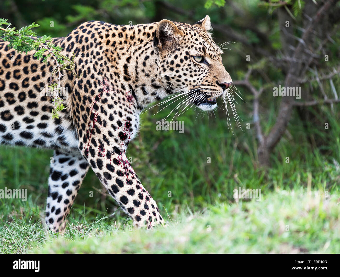 Erwachsene weibliche Leoparden (Panthera Pardus) Mara North Conservancy Kenia Afrika Stockfoto