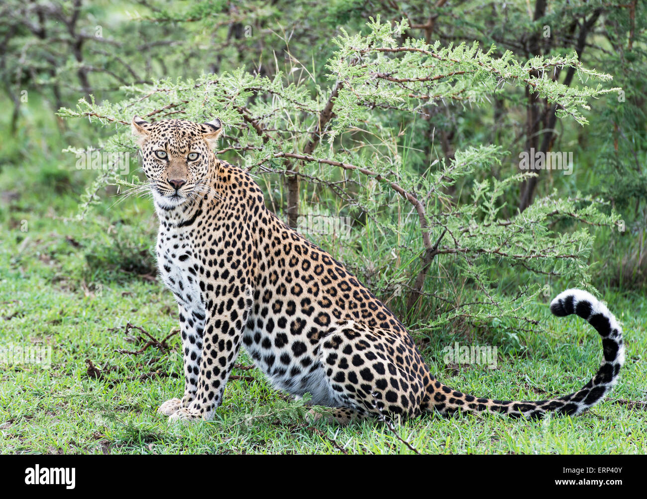 Erwachsene weibliche Leoparden (Panthera Pardus) Mara North Conservancy Kenia Afrika Stockfoto