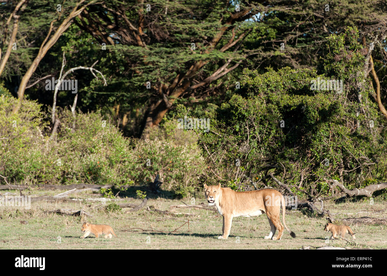 Erwachsene weibliche Löwen und Jungtiere (Panthera Leo) Mara Naboisho Conservancy Kenia Afrika Stockfoto