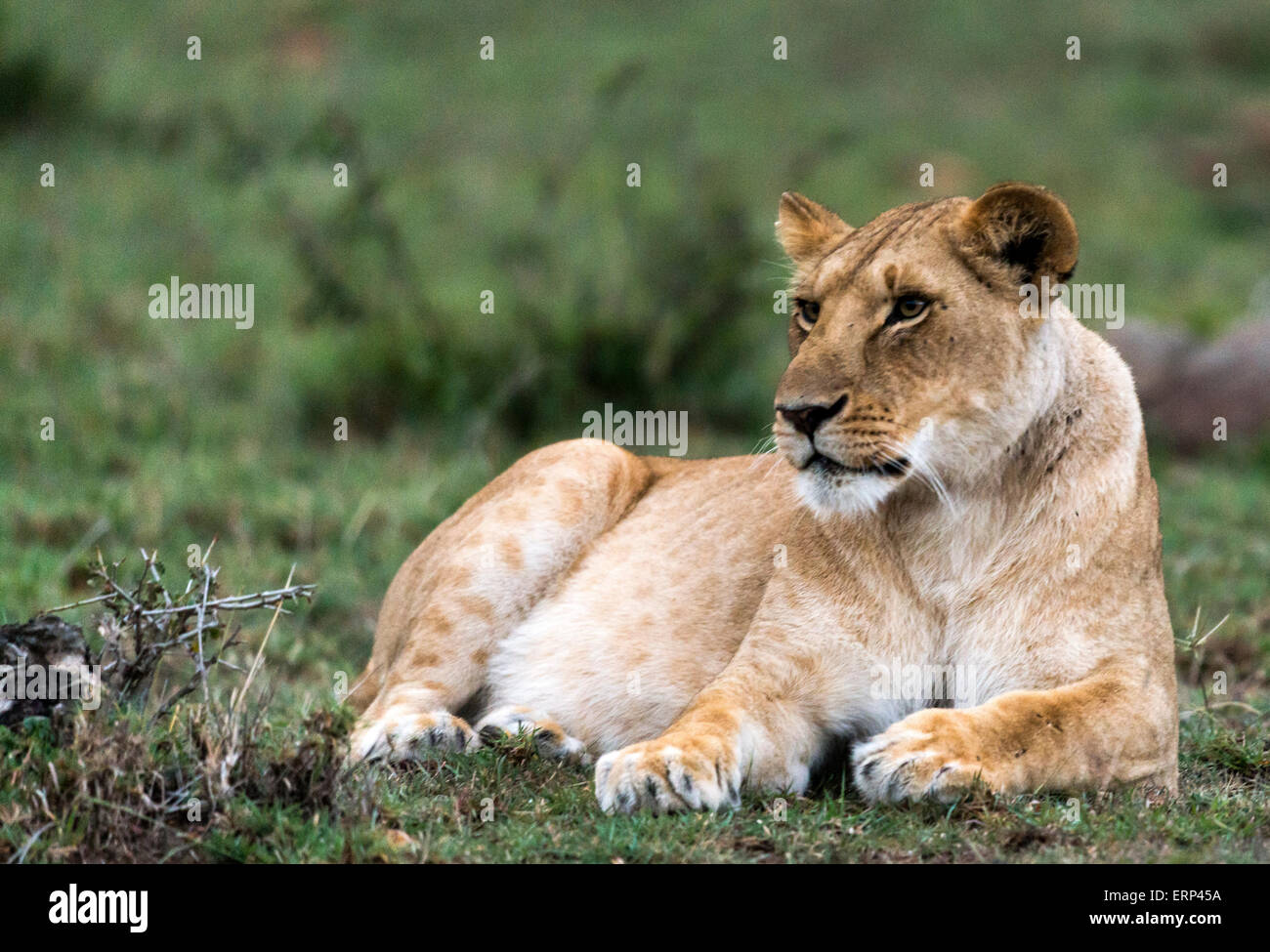 Erwachsene weibliche Löwen (Panthera Leo) Mara Naboisho Conservancy Kenia Afrika Stockfoto