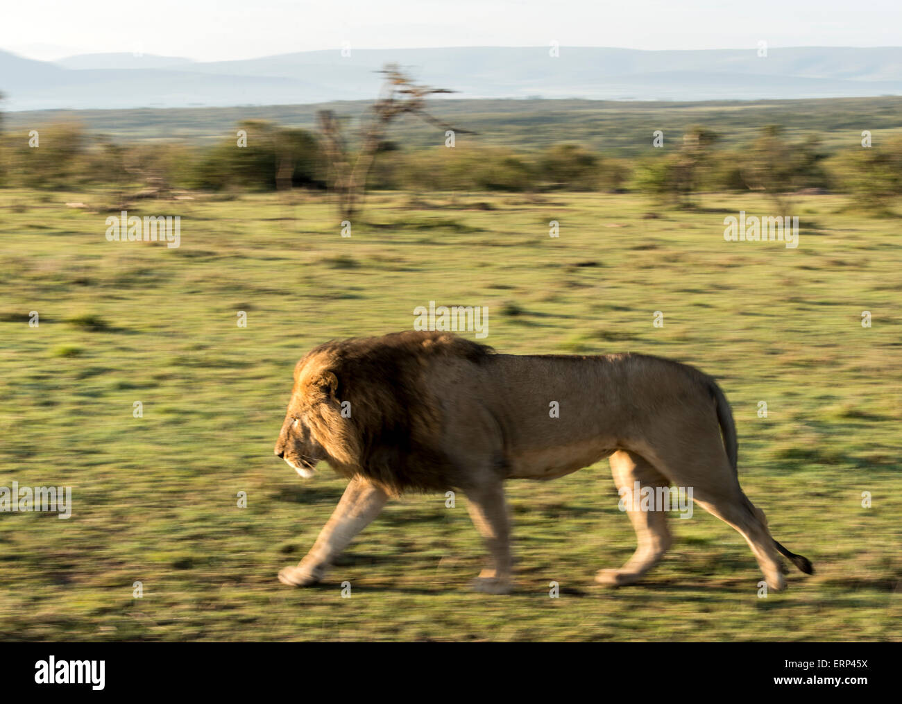 Erwachsene männliche Löwe (Panthera Leo) zu Fuß Mara Naboisho Conservancy Kenia Afrika Stockfoto