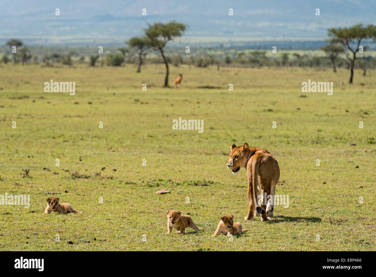 Erwachsene weibliche Löwen und Jungtiere (Panthera Leo) Mara Naboisho Conservancy Kenia Afrika Stockfoto
