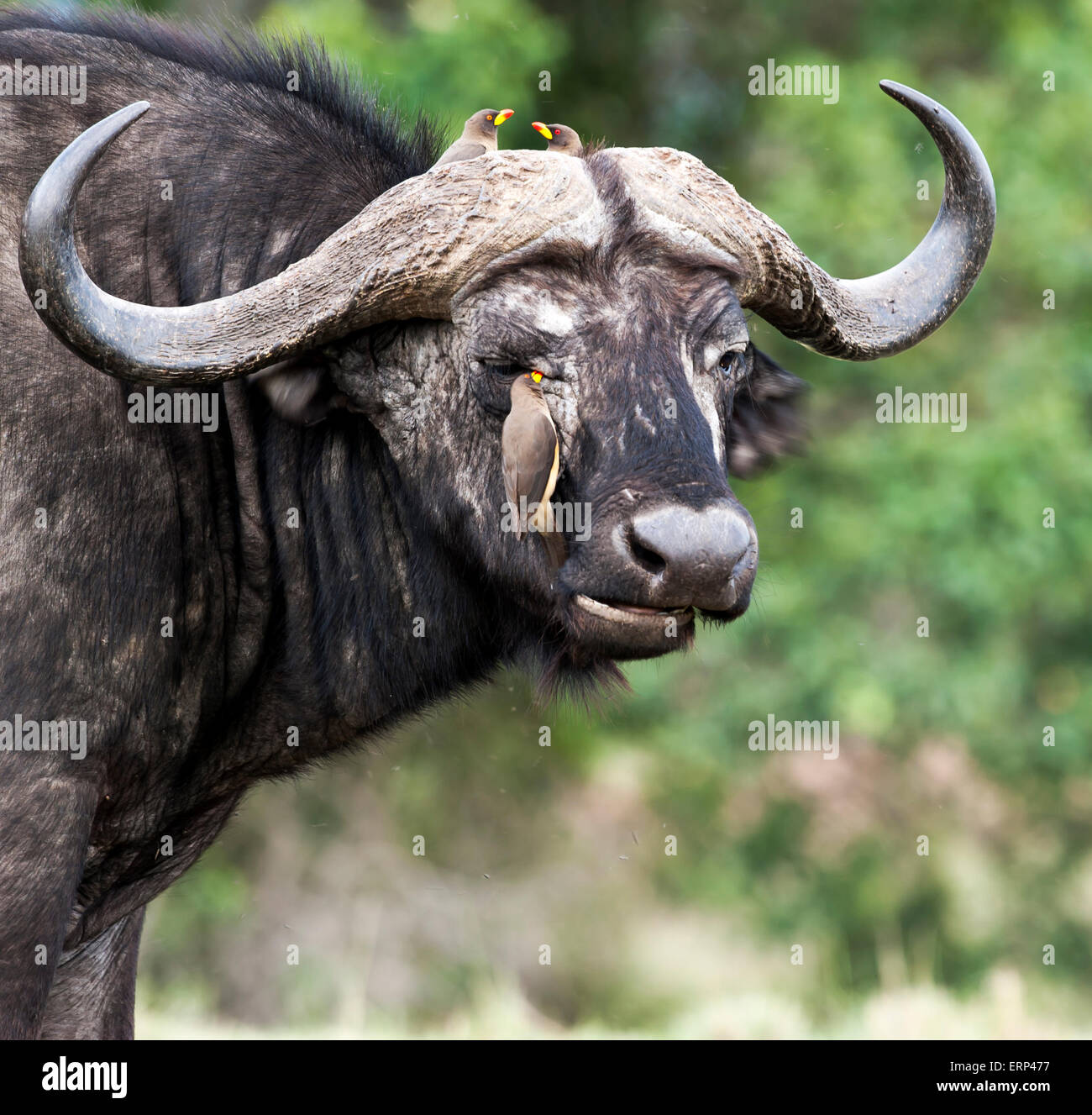 Afrikanischer Büffel oder Kaffernbüffel (Syncerus Caffer) und rot-billed Oxpeckers (Buphagus Erythrorhynchus) Reinigung Masai Mara Stockfoto
