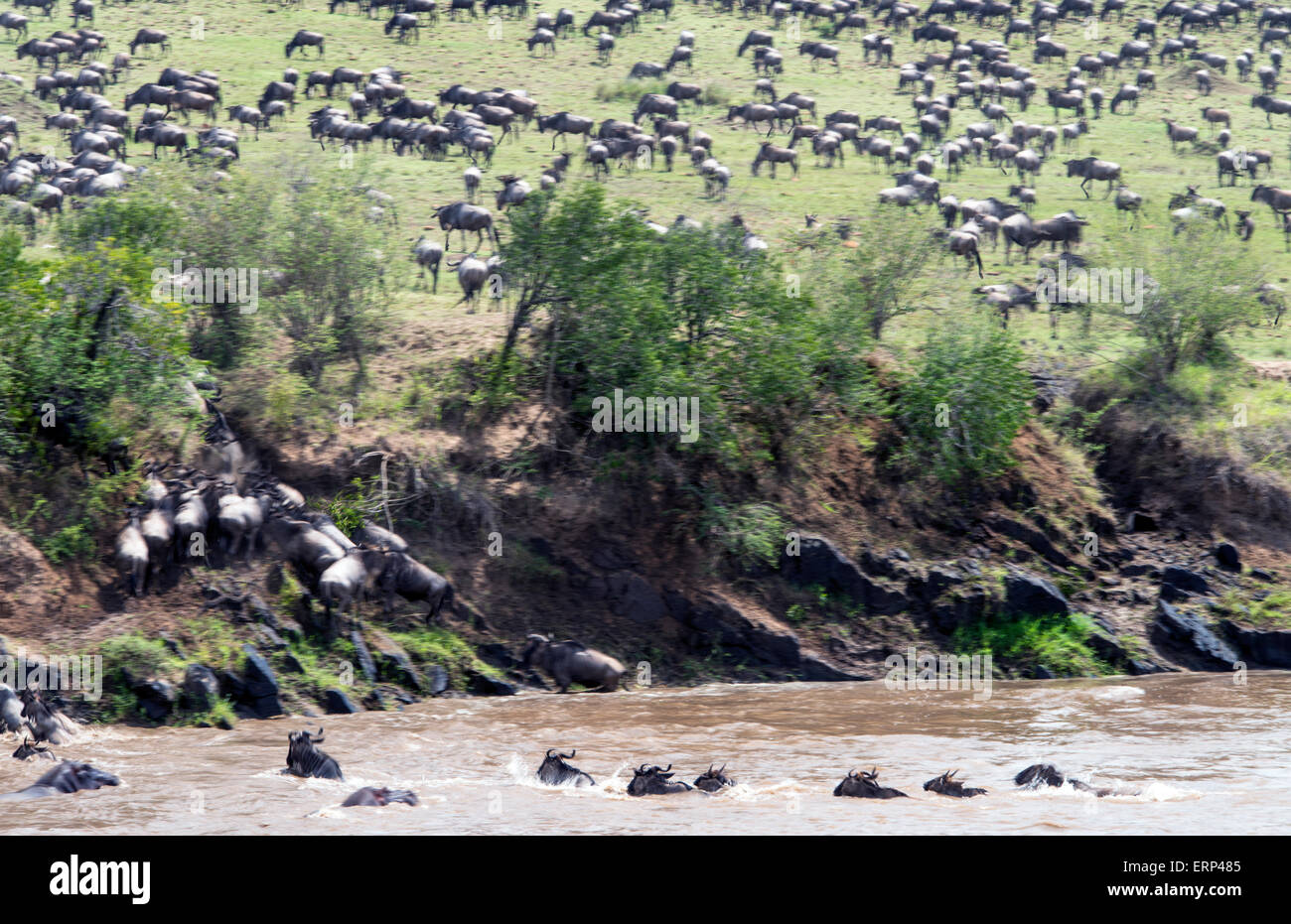 Herde von blau oder gemeinsame Gnus (Connochaetes Taurinus), die Überquerung des Mara Flusses Masai Mara National Reserve Kenia Afrika Stockfoto
