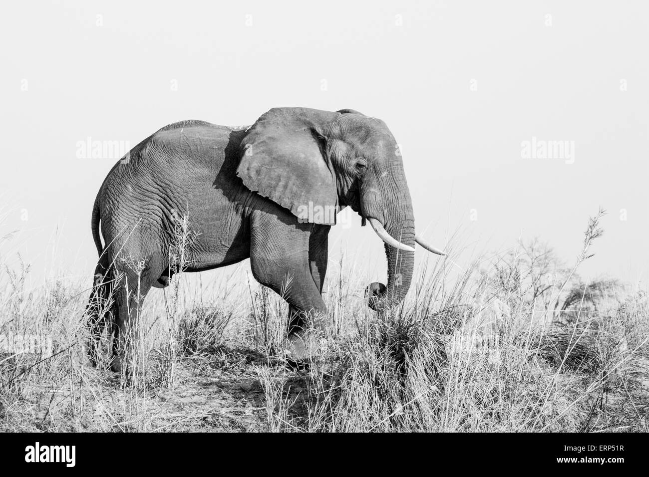 Afrikanischer Elefant an den Ufern des Sambesi-Flusses. Stockfoto
