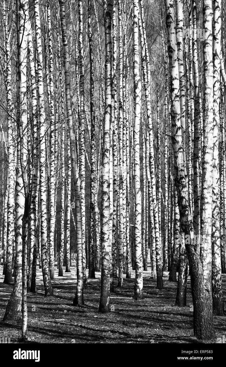 Frühling-Birken schwarz / weiß Stockfoto