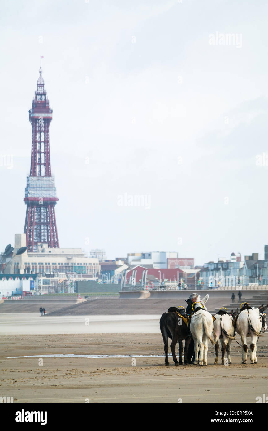 Blackpool, UK. 6. Juni 2015. UK-Wetternachrichten.  Einen luftigen, aber sonnigen Tag in Blackpool, Lancashire. Der Strand ist fast mit der Eselreiten nicht erweisen sich als sehr fruchtbar für ihren Besitzern verlassen. Bildnachweis: Gary Telford/Alamy Live-Nachrichten Stockfoto