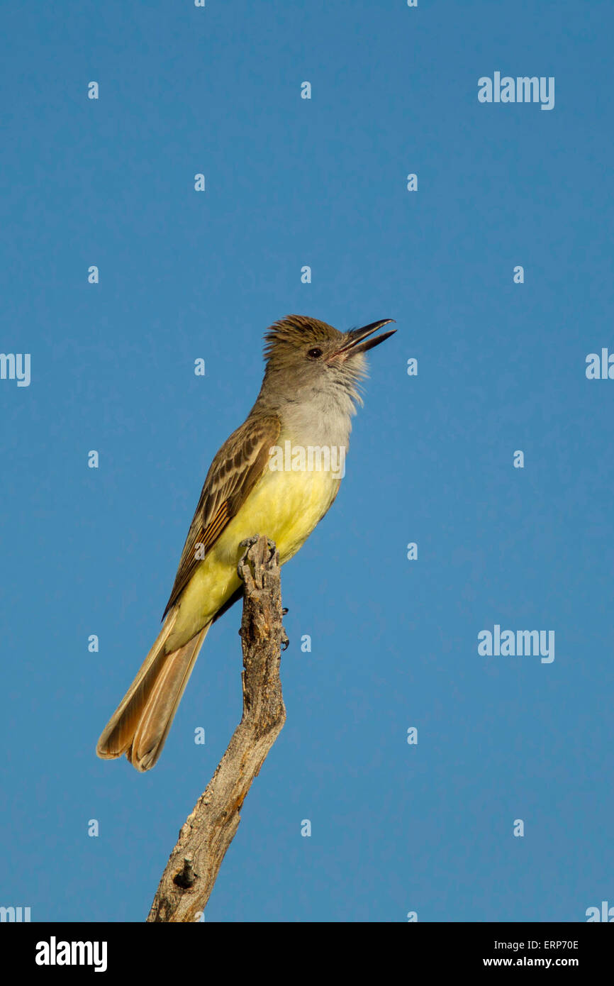 Brown-crested Flycatcher, Myiarchus Tyrannulus Tucson, Pima County, Arizona, Vereinigte Staaten von Amerika 4 Juni Erwachsenen singen Stockfoto