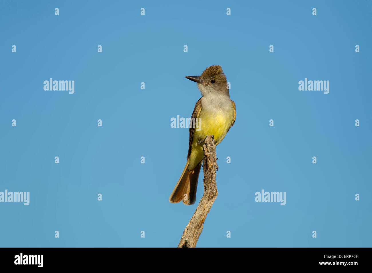Brown-crested Flycatcher, Myiarchus Tyrannulus Tucson, Pima County, Arizona, USA 4 Juni Erwachsenen Tyrannidae Stockfoto