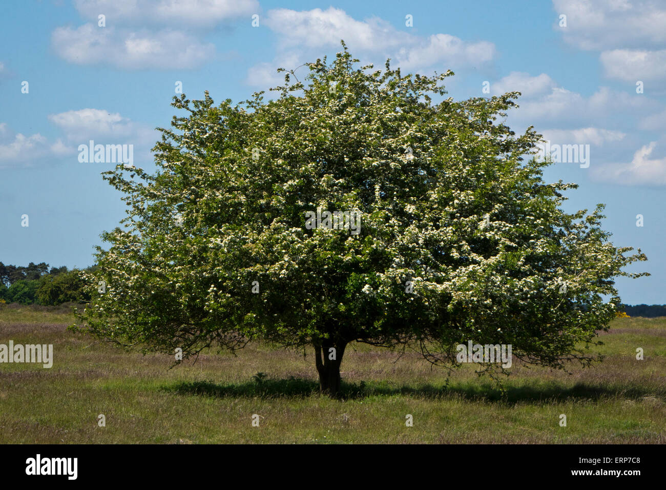 Weißdorn-Baum Stockfoto