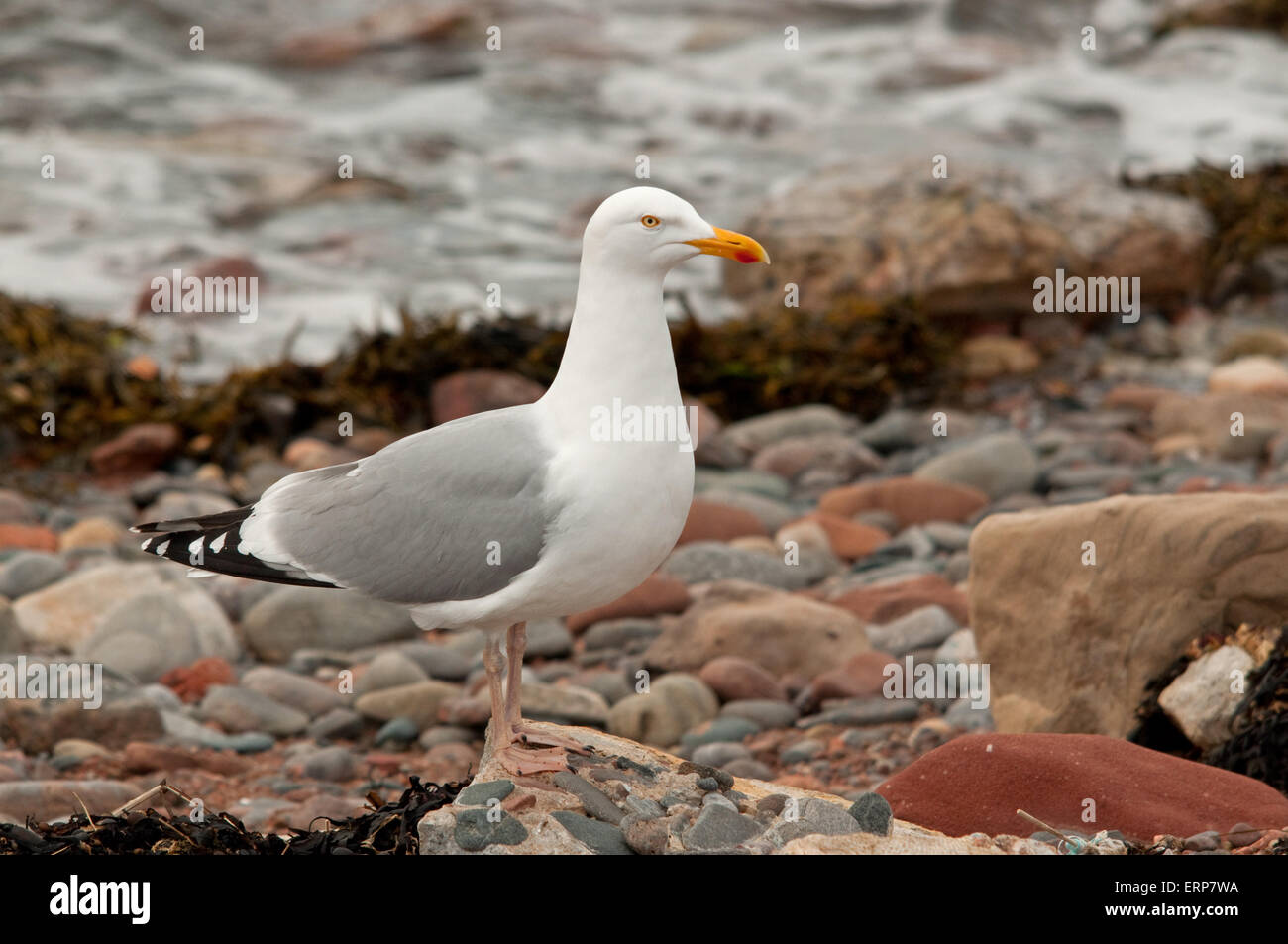 Silbermöwe am Strand von Chanonry Point Stockfoto
