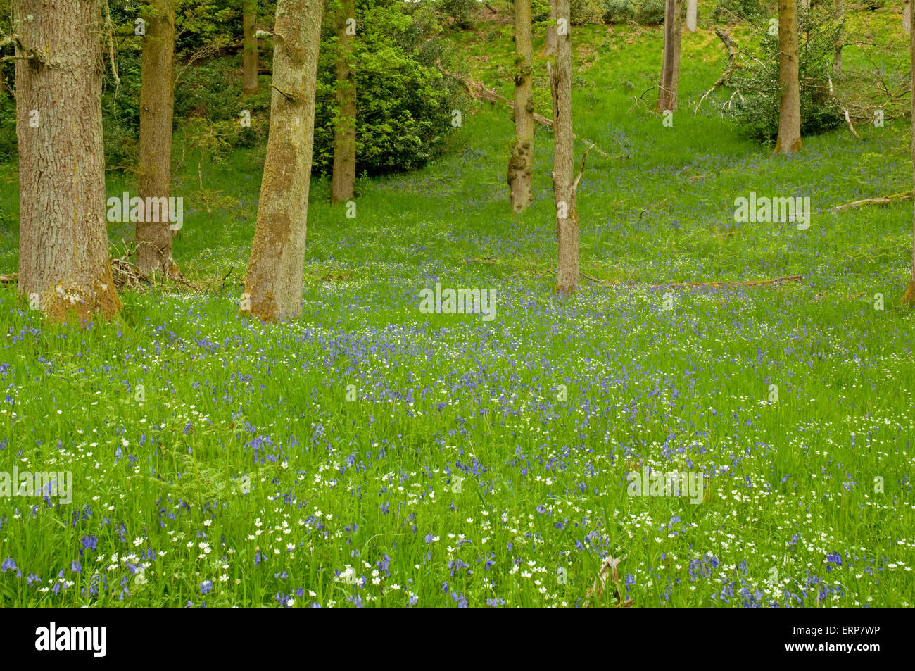 Eichenwälder mit einem Teppich aus Glockenblumen und größere Stitchwort Stockfoto