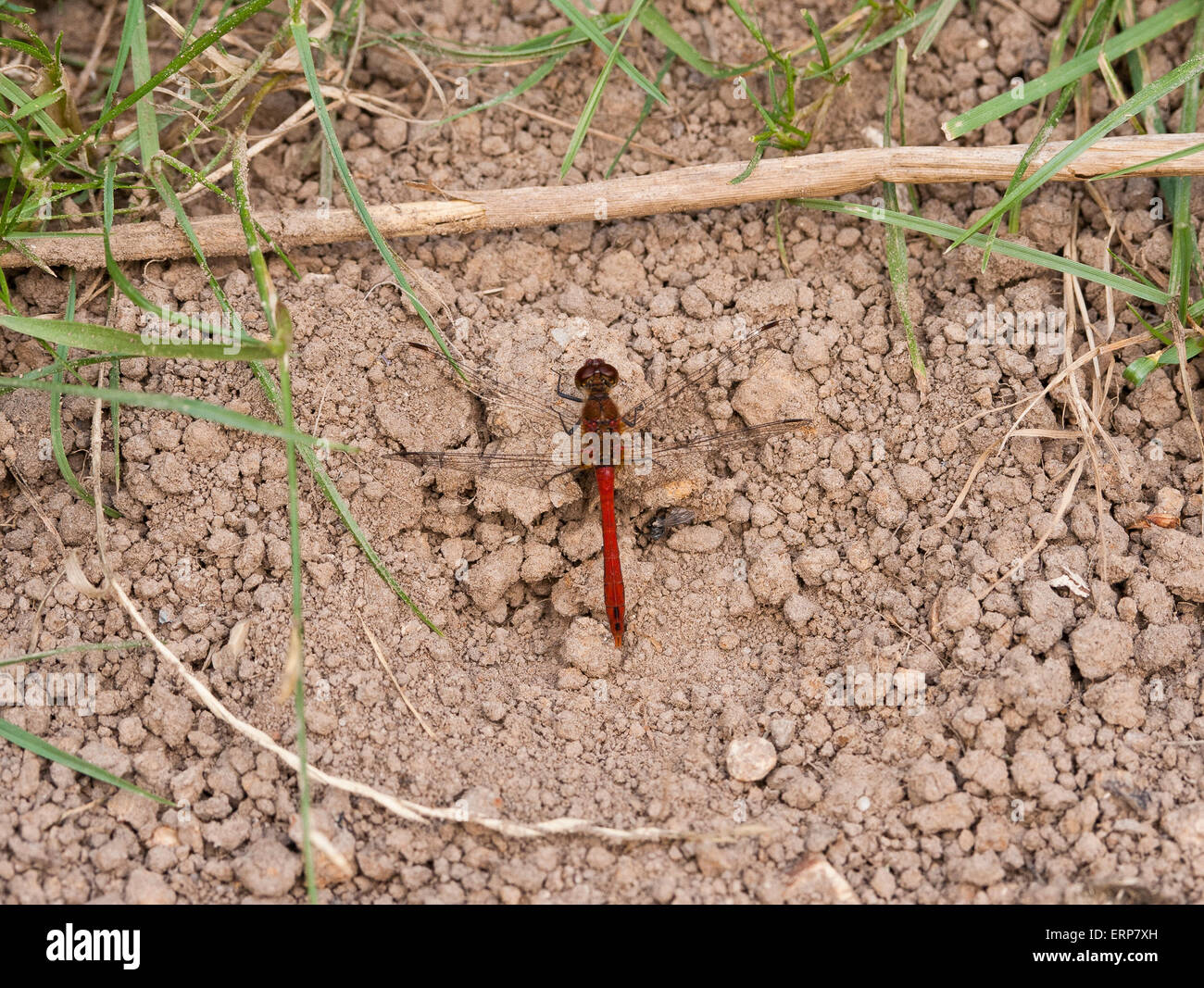 Eine männliche Erwachsene gemeinsame Darter Libelle (Sympetrum Striolatum) ruht auf Kies. Stockfoto