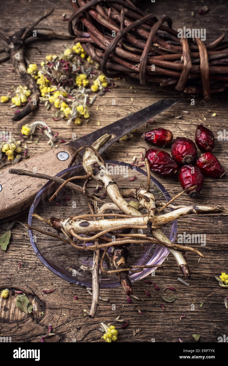 gesammelte und getrocknete Heilkräuter und Pflanzen für Kräuterkunde ist. Selektiven Fokus. Foto getönt Stockfoto