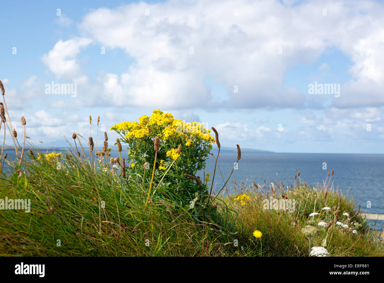 wilde Unkraut an der Westküste Irlands Wilde Atlantik Weg Stockfoto