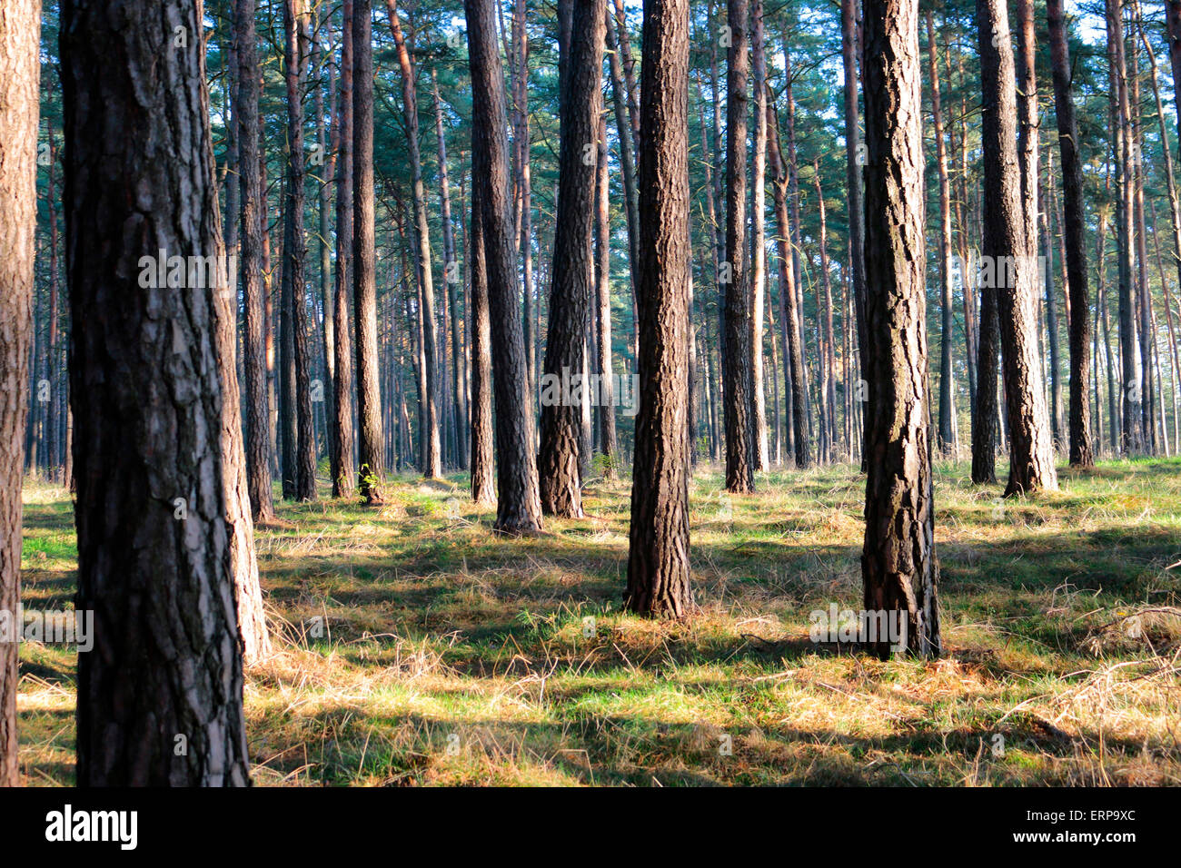 Wald, Holz, Berlin. Stockfoto