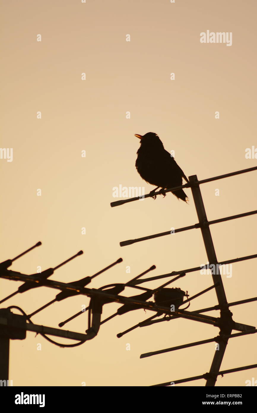 Sonnenuntergang schwarzer Vogel Stockfoto