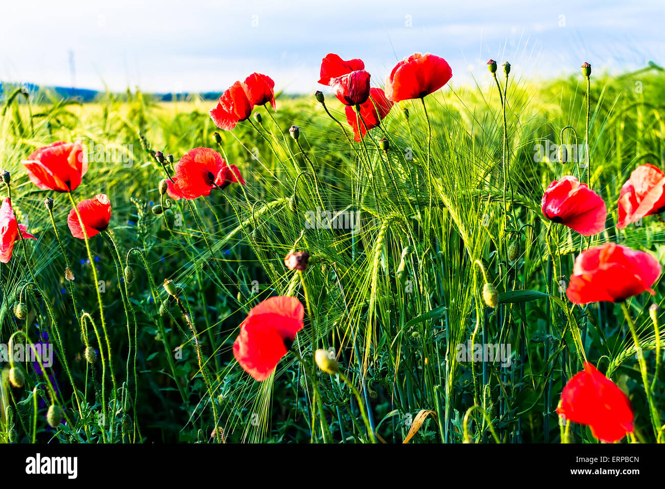 Viele bunte Mohnblumen blühen im Gerstenfeld in Bulgarien Stockfoto