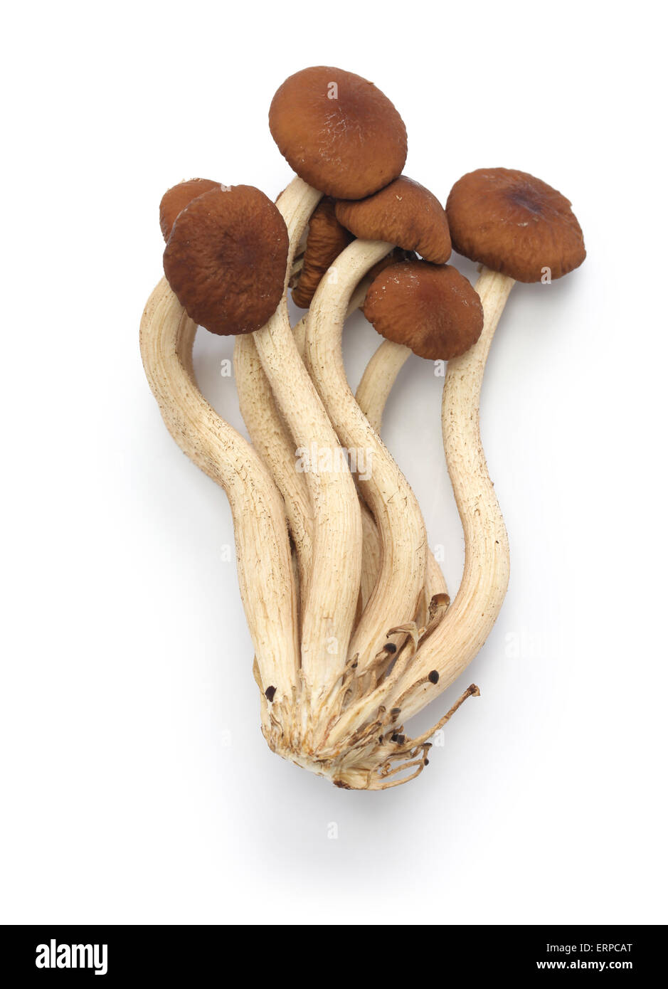 frischer Tee Weidenbaum Pilze isolierten auf weißen Hintergrund Stockfoto