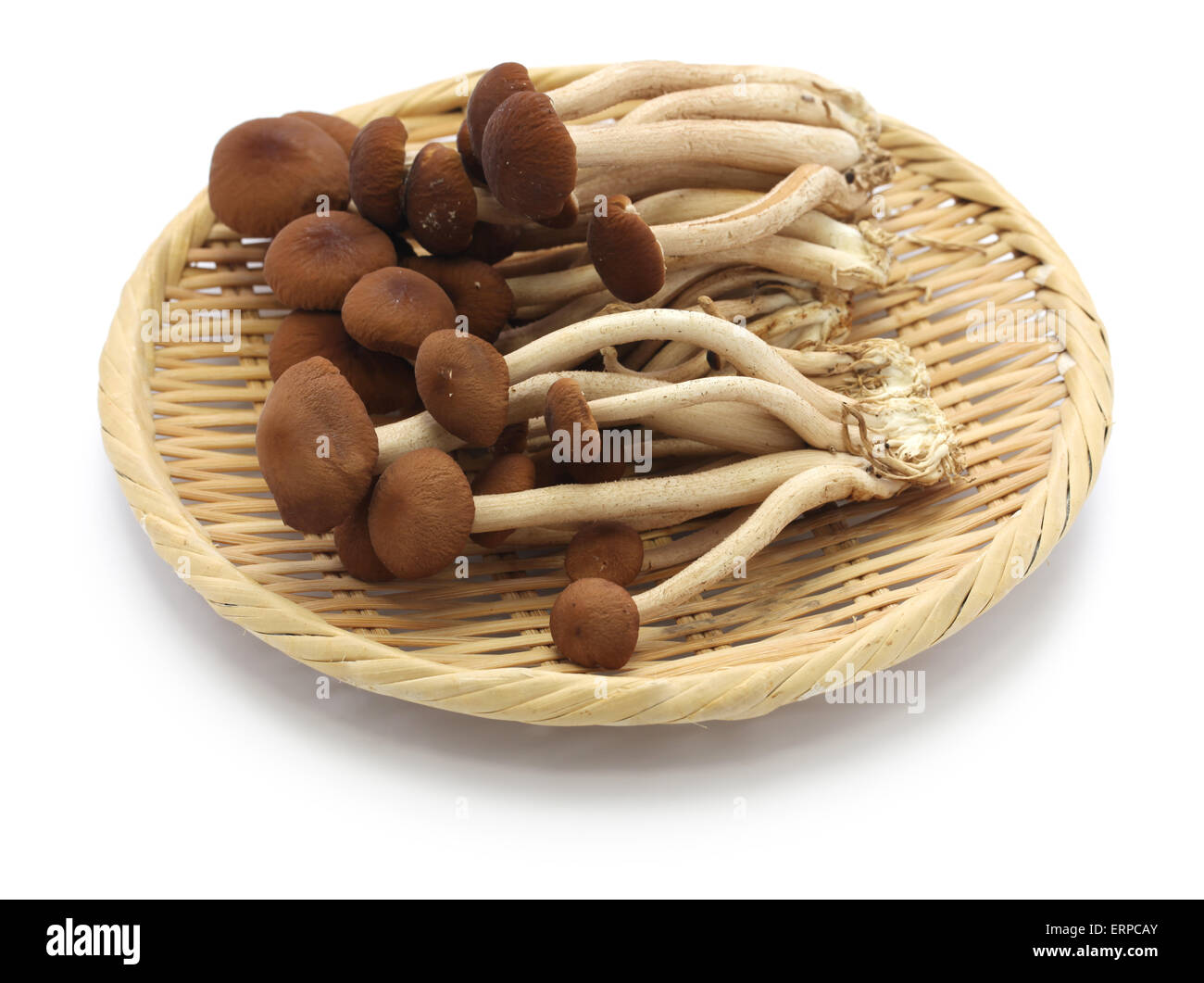 frischer Tee Weidenbaum Pilze auf Bambus-Sieb Stockfoto