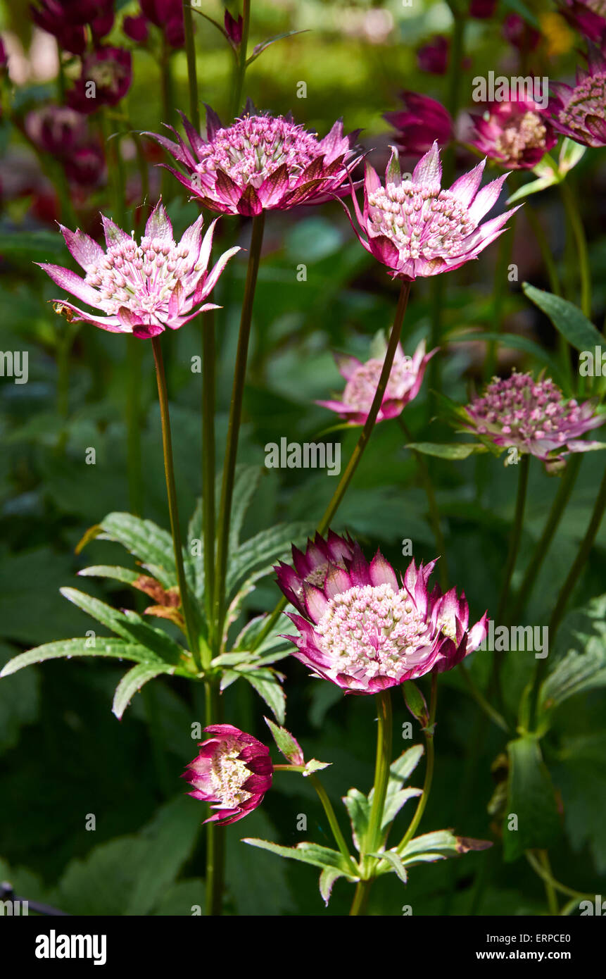 Astrantia große 'Hadspen Blood' in einem halbschattigen Rand. Stockfoto