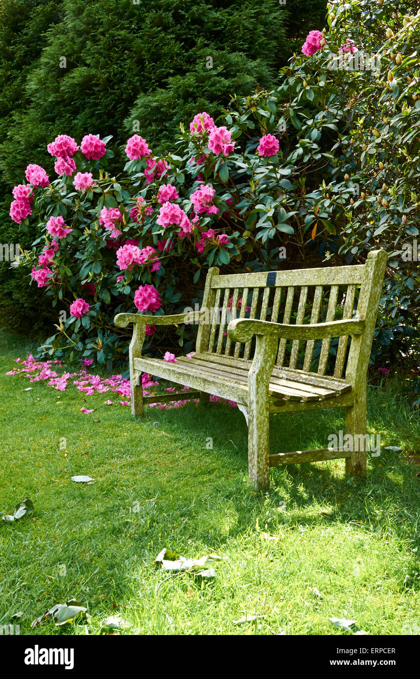 Einer ruhigen Ecke des Gartens mit Bank und bunten Rhododendron, Sir Harold Hillier Gärten, Ampfield Stockfoto