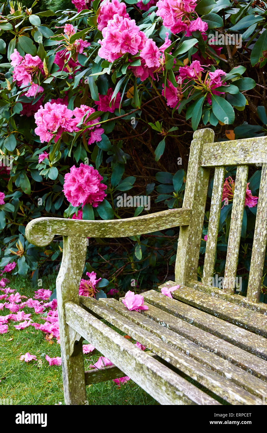 Einer ruhigen Ecke des Gartens mit Bank und bunten Rhododendron, Sir Harold Hillier Gärten, Ampfield Stockfoto