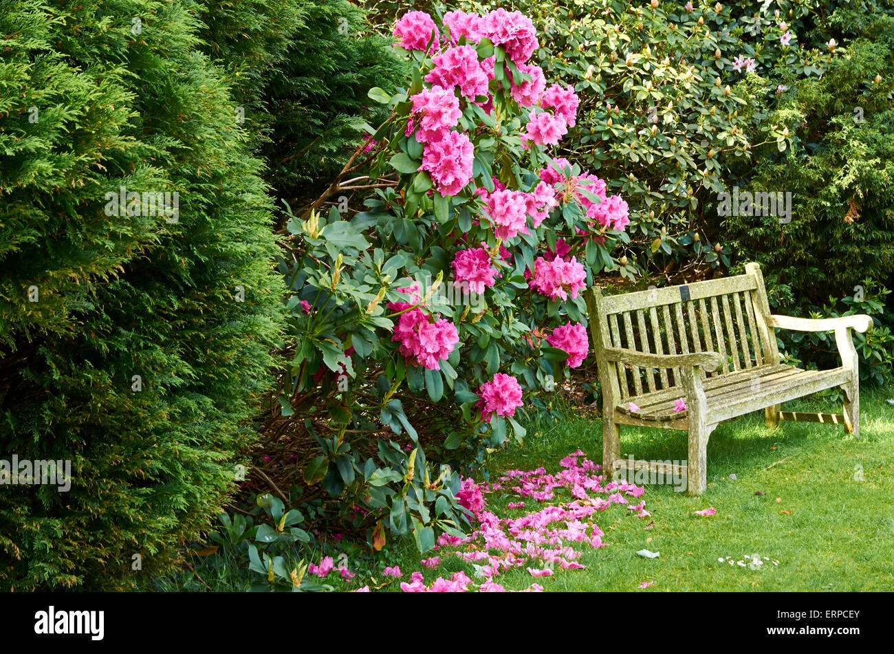 Einer ruhigen Ecke des Gartens mit Bank und bunten Rhododendron, Sir Harold Hillier Gärten, Ampfield Stockfoto