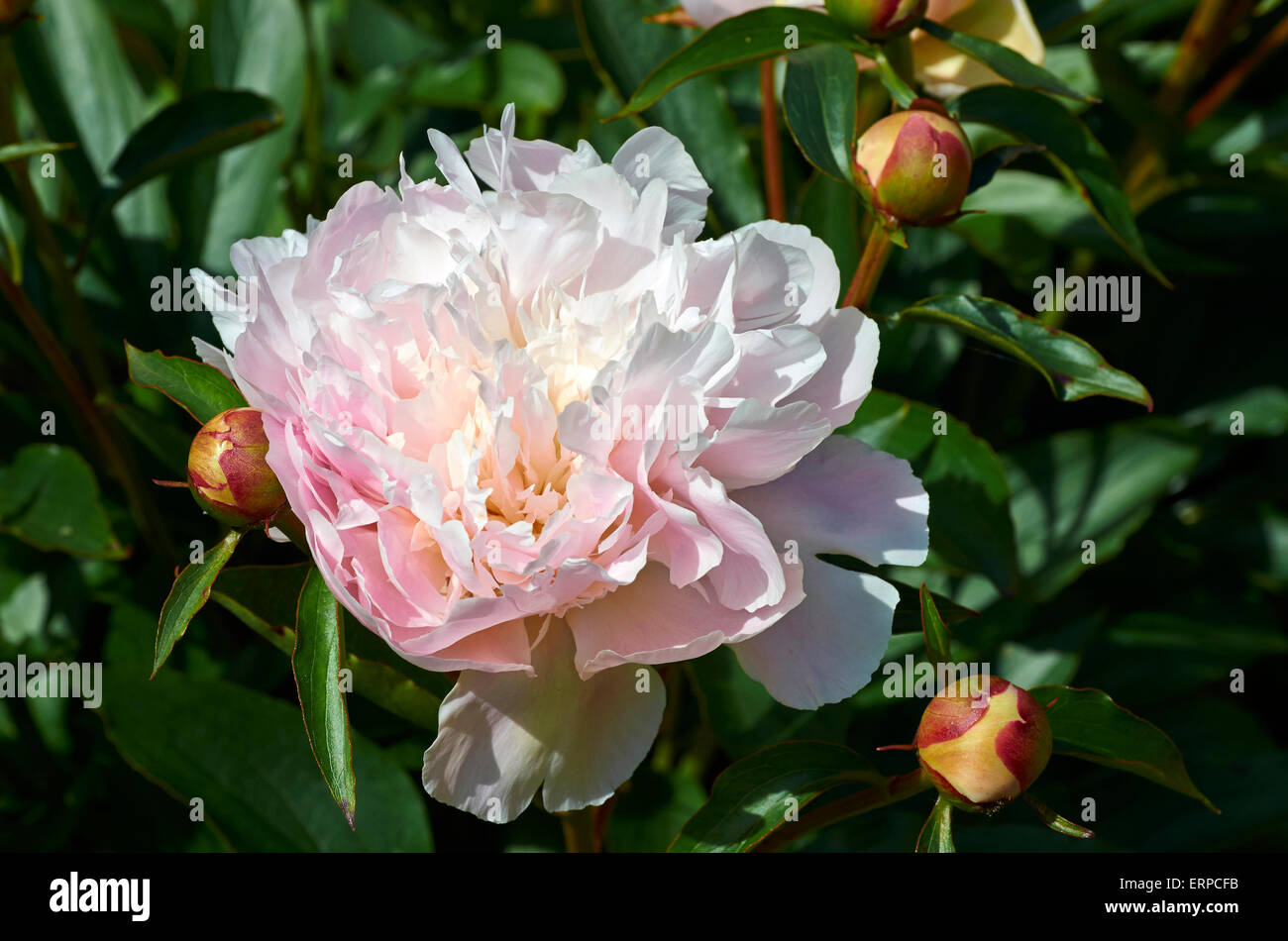 Pfingstrose Paeonia Lactiflora "Noemy Demay". Eine alte Sorte aus dem 1867  mit doppelter Apple Blossom rosa Blüten Stockfotografie - Alamy