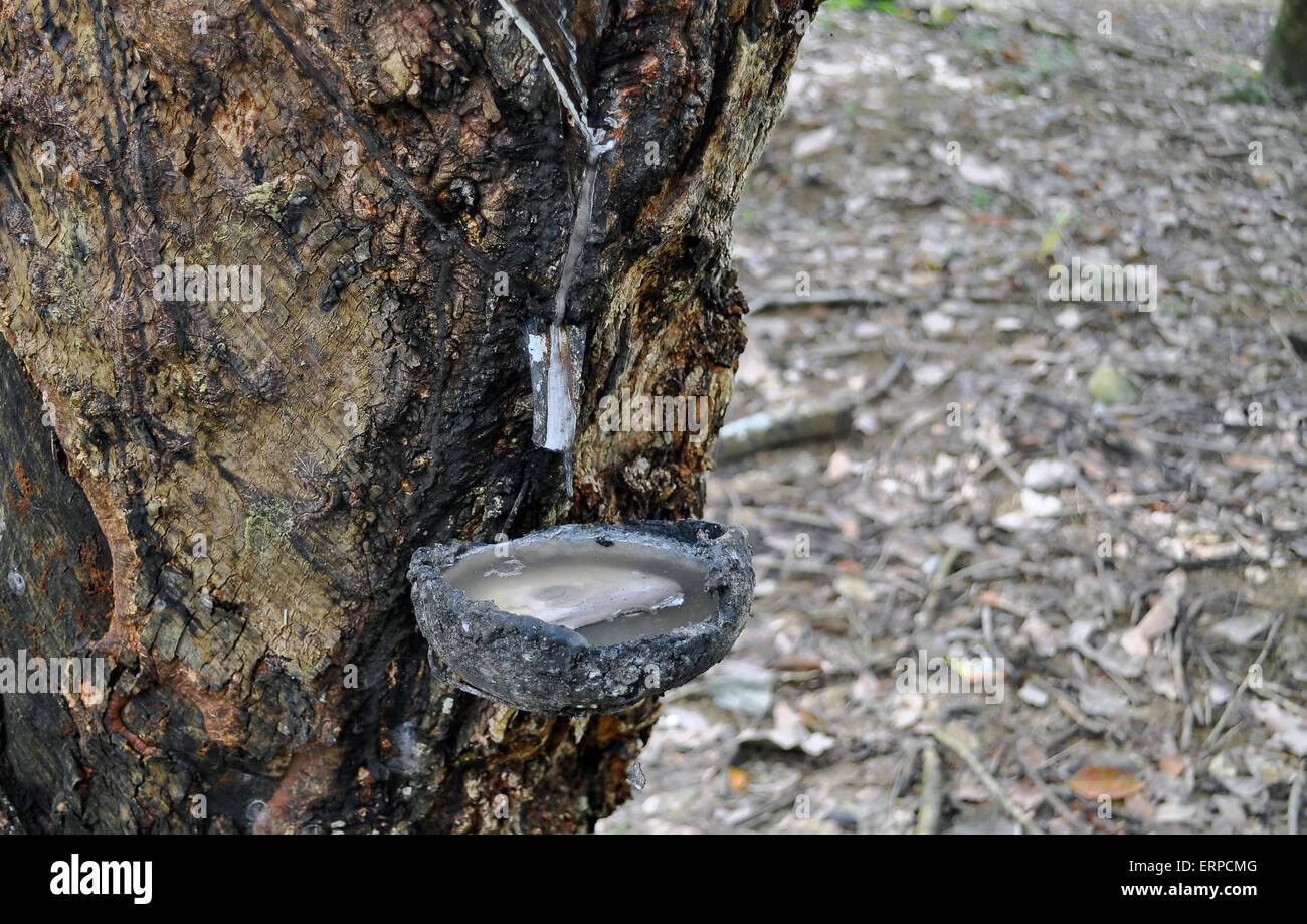 Durch Tippen auf Latex von einem Gummibaum. Bukit Lawang. Indonesien Stockfoto